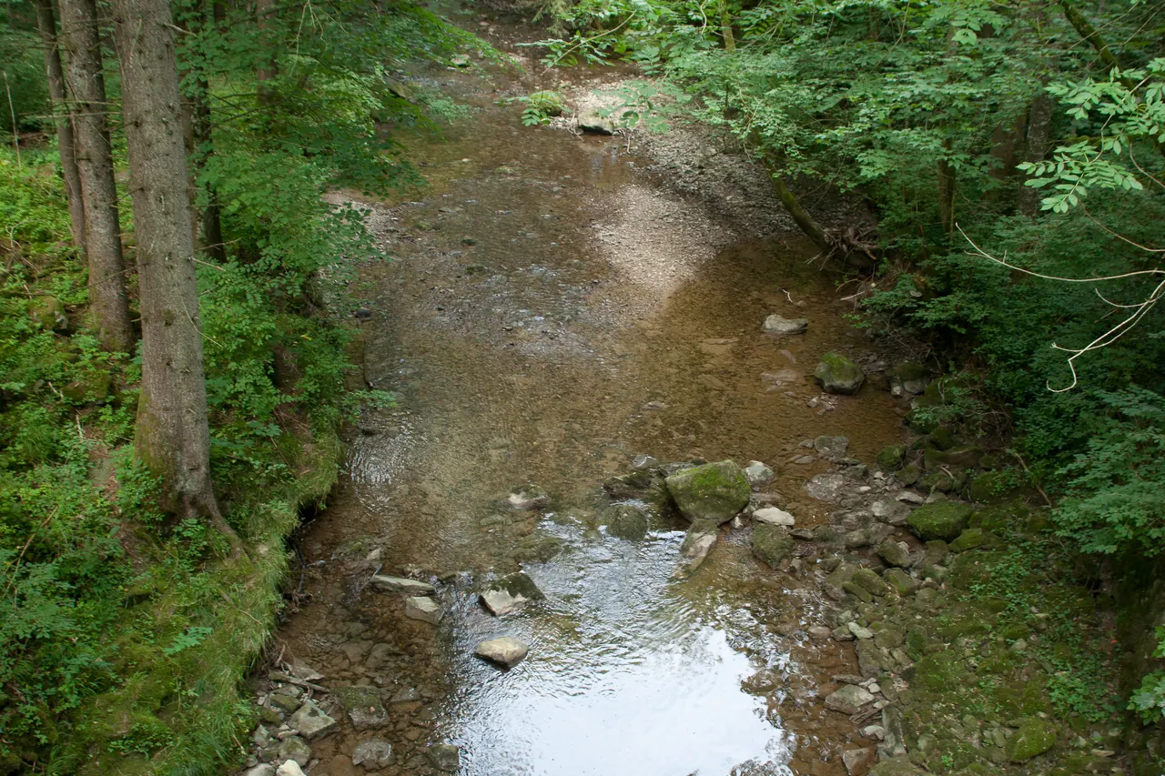 La Broye traversant un sous-bois à Maracon