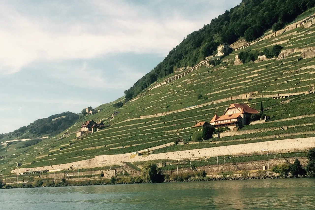 Les terrasses du Dézaley plongeant vers le Léman, vues depuis le lac